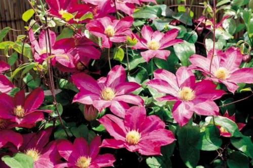 厨房有3种“垃圾”，养花能让植物蹭蹭长、远离黄叶