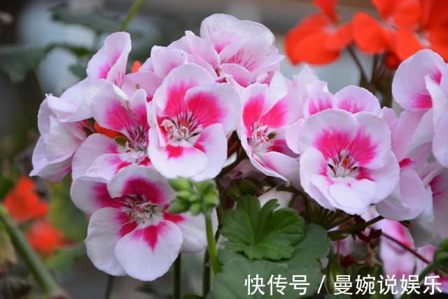 板结|入冬后，盆土变成“铁板石”，多用这两种水浇花，就能明显缓解！