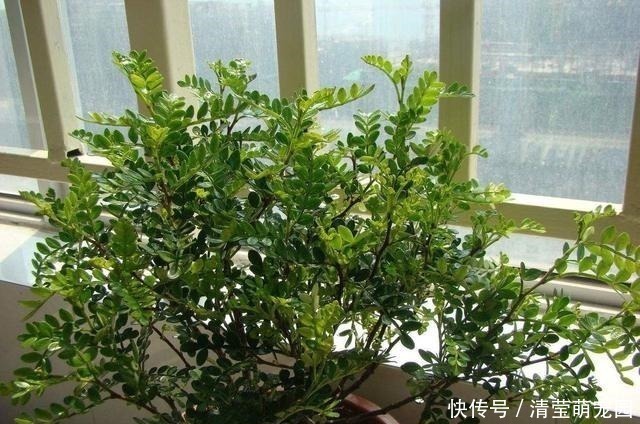 小花|家里气味难闻,养3种绿植错不了,家里一整天都香喷喷