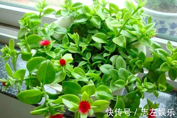 牡丹吊兰促花的三个技能,掌握1个就能开花不断,贯穿春夏秋三季