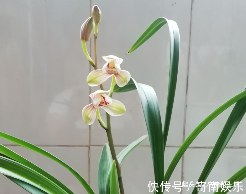 服盆期|新手养兰,学会“3多3少”,兰花长得旺、常爆盆、开花多