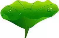 花再好看也别花钱买,浪费!只要随便捡几片叶子,落地就疯长