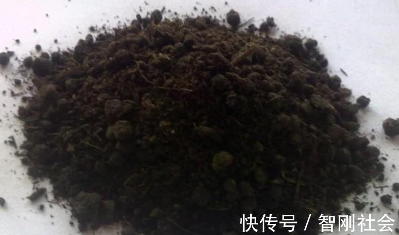 家里的橘子皮不要扔，用它养花有3种“妙用”，让植物叶绿花多！