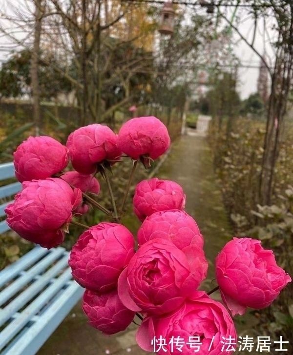 花海|我有一个小院，推开门就是“花海”，美极了,但到了冬天我却想哭