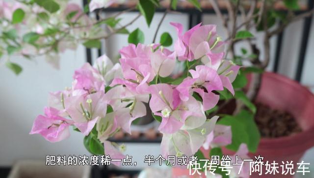 公园地|三角梅控水过头会怎么样？及时做好几点，不仅能避免死亡还能爆盆