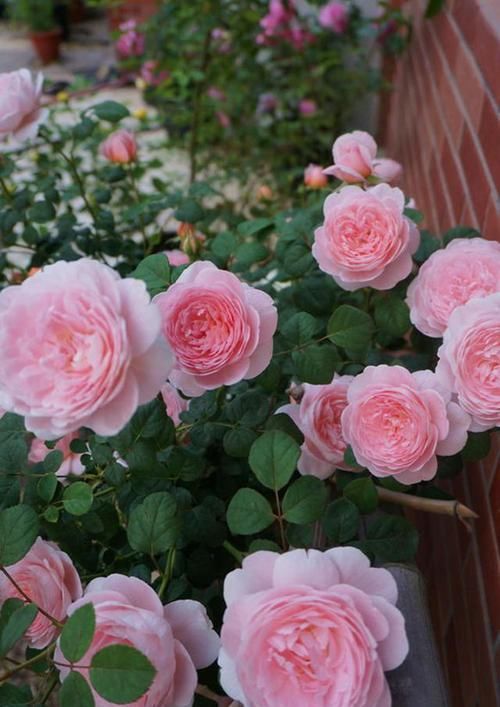  花色|家有阳台定要养的两款月季，色彩艳丽，开花勤，小苗就能一直爆盆