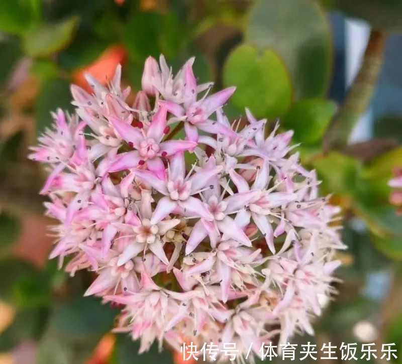 玉树如何修剪？轻松2步，养成枝繁叶茂的小树、枝壮叶绿又开花