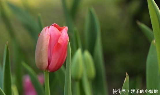 女人|旺夫一流的三大生肖女，天生多福，越老越迷人，一辈子不缺钱花