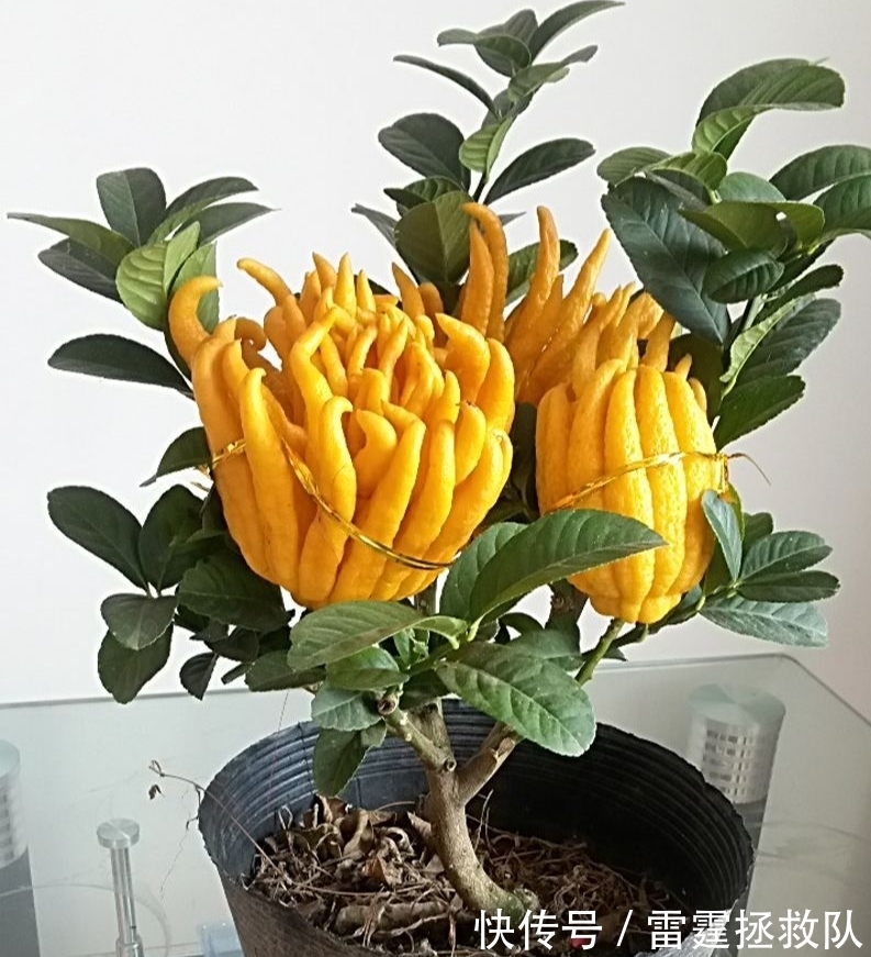 3种“吉利树”，家里种一棵，多福高寿，子孙也受益