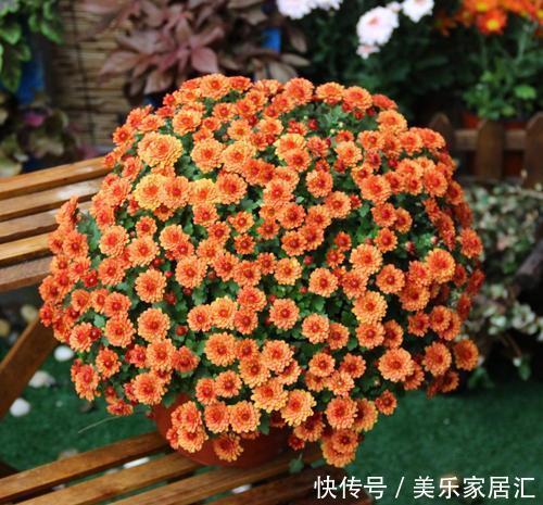 此款耐寒花,皮实又好养,植株矮小花量大,一盆能开上百朵!