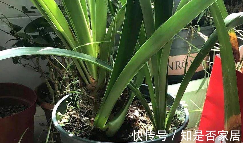 窍门|植物换盆有讲究!记住3个窍门,新手操作无需多担忧