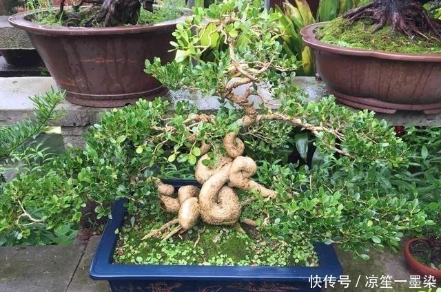 木桩|野外一种“脱皮木桩”称为“富贵之木”,养成盆栽,价格让人窃喜!