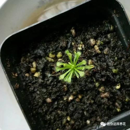 土里有虫子，装塑料袋里薰2次，1个虫都找不到！