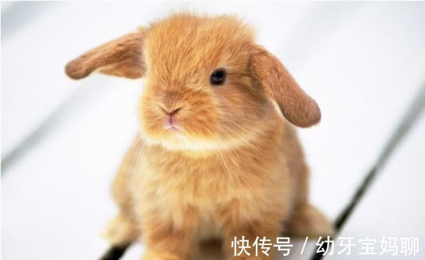 十二生肖|十二生肖之“兔”，为什么说属兔是最好的性格？大多都是先苦后甜