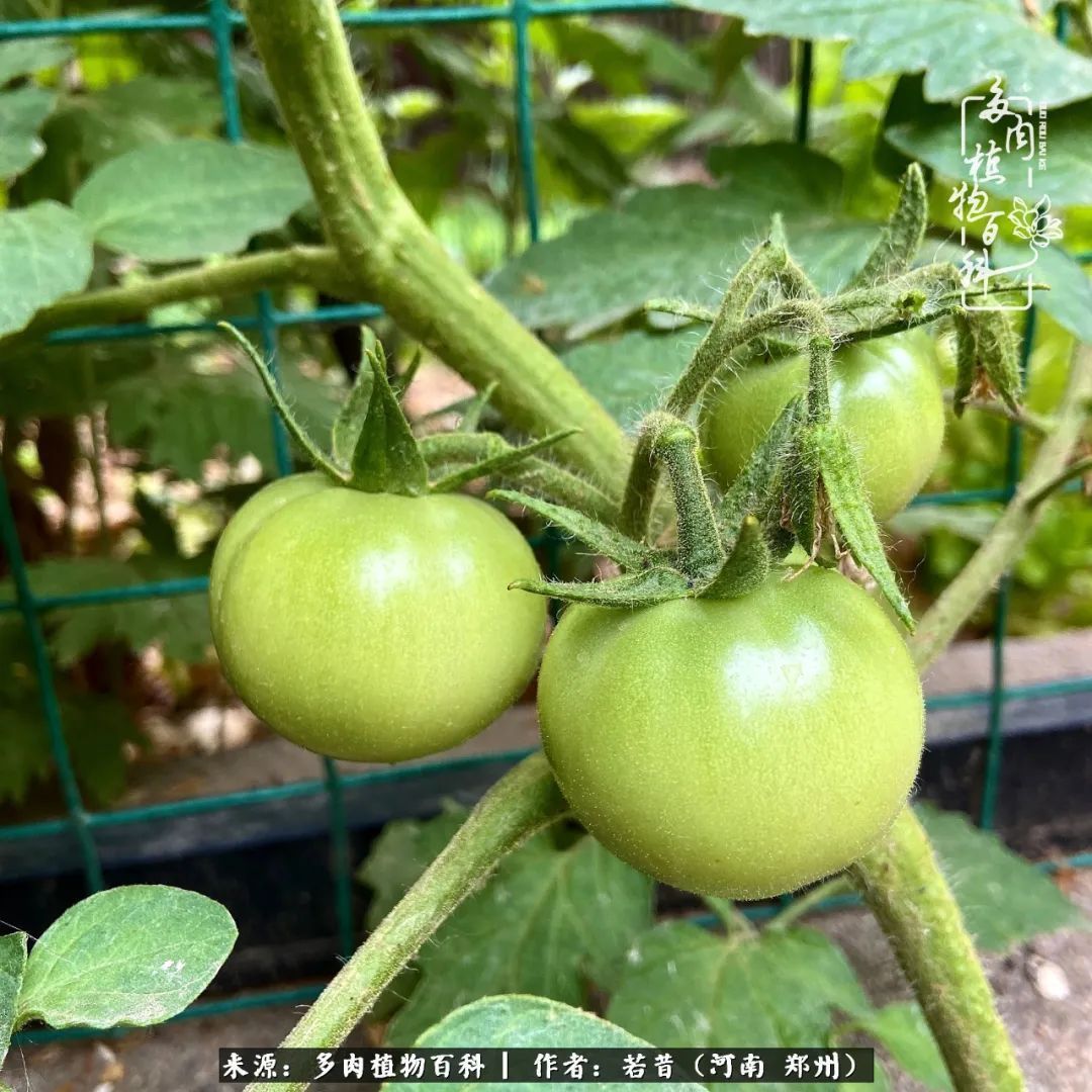 迷你小院儿，种满多肉、花草和蔬果，沉醉在自己的世外桃源！