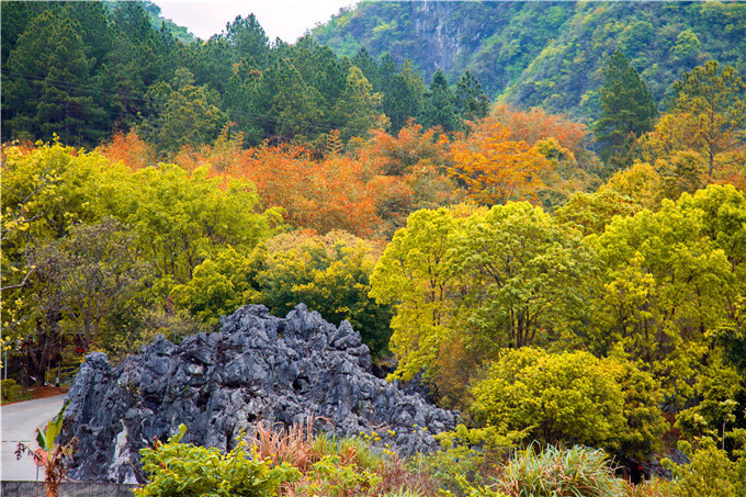 银杏|银杏流丹，雄关漫道，清远阳山县成了广东赏秋热门地