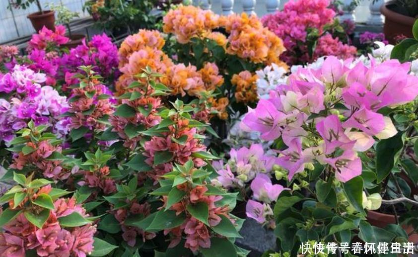 百合花|4种花超漂亮，颜色多，越晒开花越旺，只见花朵不见叶，超漂亮