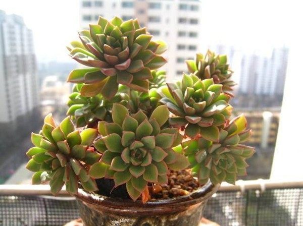 8种适合新手栽培的多肉植物,扔进花盆就能活,价格不贵又漂亮