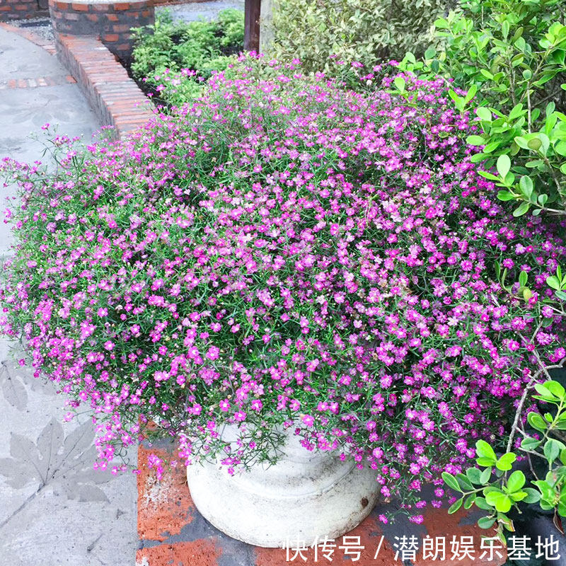 阳台上|封闭阳台养花，要“精挑细选”，选几种准没错，春夏秋冬花不断