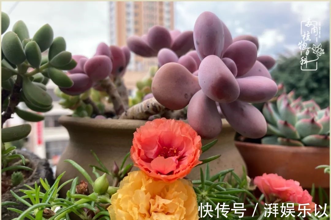 遇见即美,花事未荼蘼!种一桌子多肉,看花开花落!