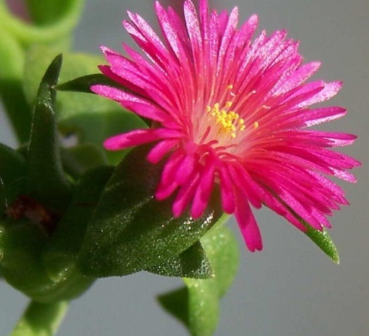 随便插个枝就能养活的几种花卉,不用管就能爆盆,简单又好养