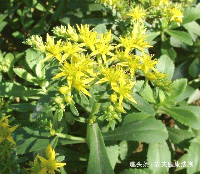 心脏病|不想得心脏病，多食此菜，能安神补血，补血平肝，心脏病不用愁