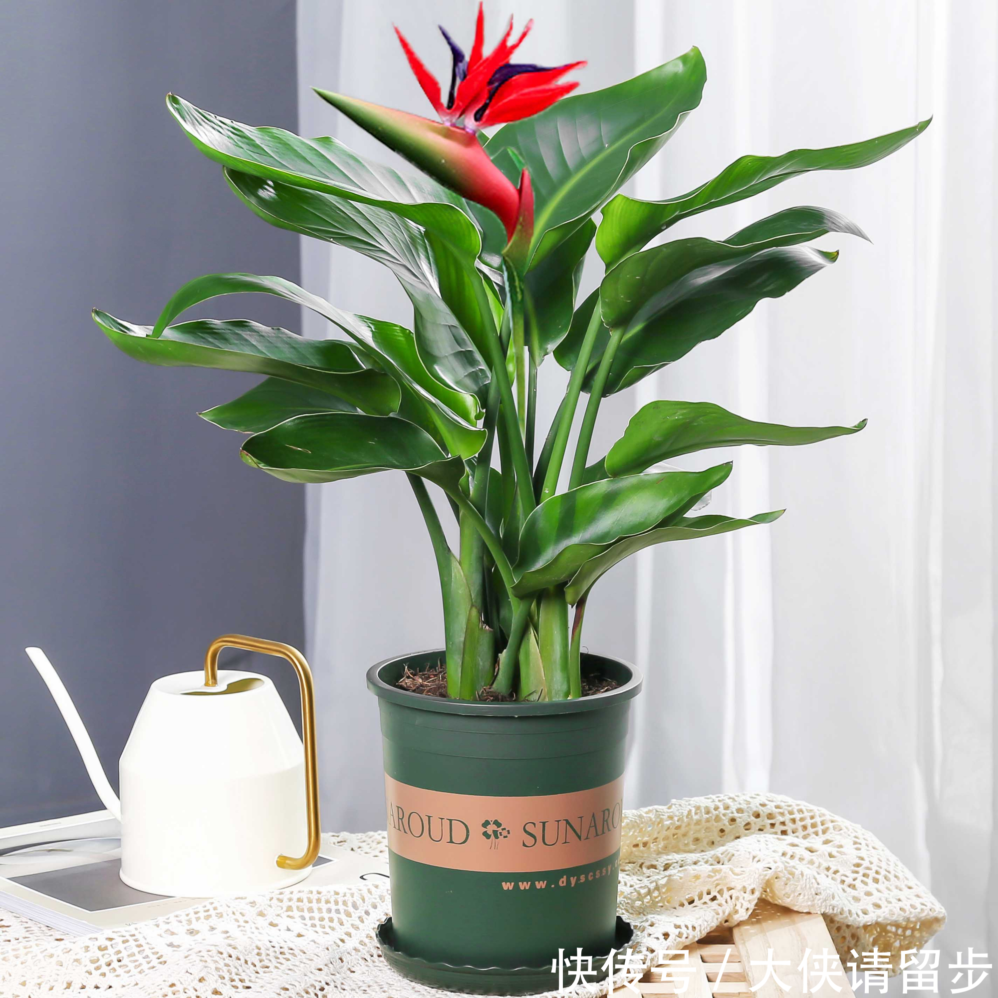 “人养花三年,花养人一生!”家居盆花100种,总有几款你喜欢