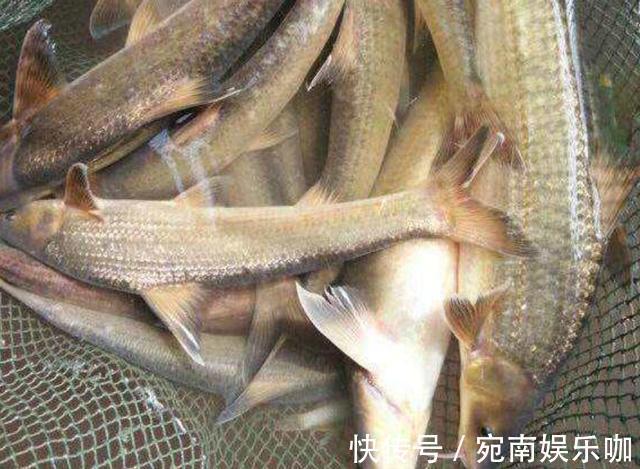 养殖|人称“水米子”,短短30年,从泛滥到稀缺,迄今无法人工养殖