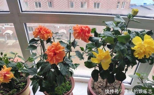 夏天养花，就养3种花，春夏秋三季都开花，花满枝头！
