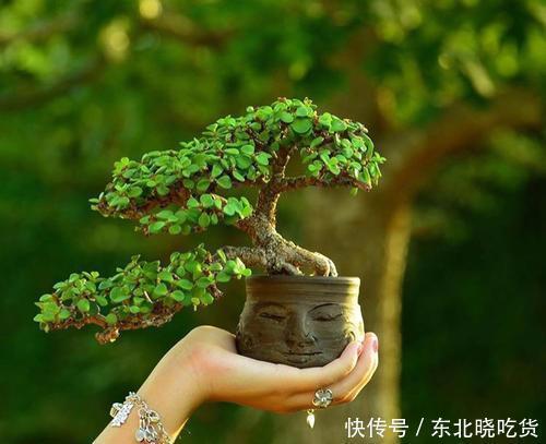 5种盆栽花卉，镇宅旺财，好运满满，养成盆景美极了！