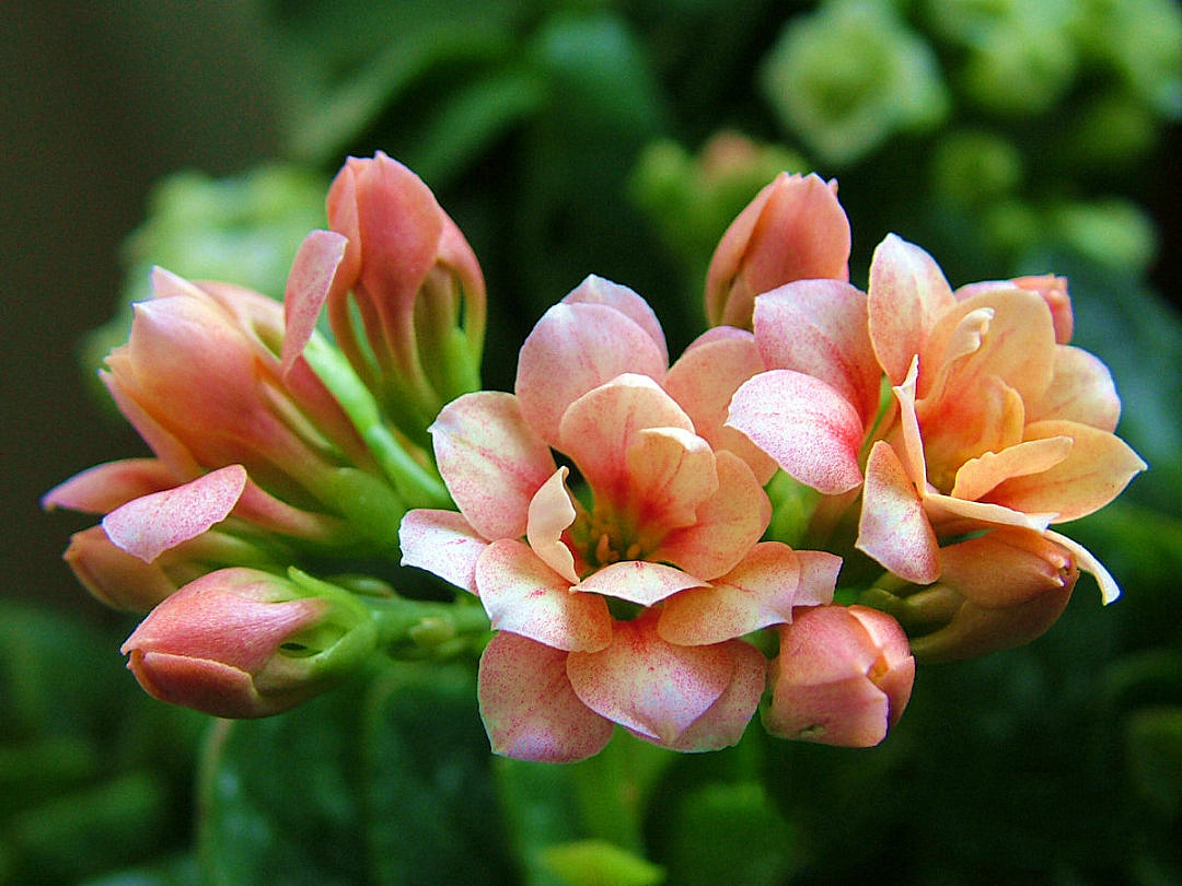 养长寿花,这三个位置就是“死亡之地”,放一盆死一盆