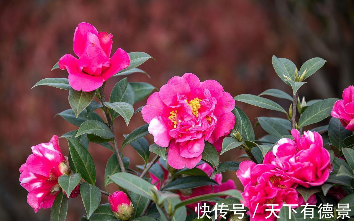 养殖|家里养上3种“吉祥花”,吉祥富贵又喜庆,颜值还都很高