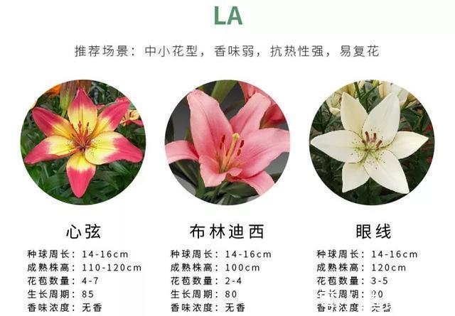 百合花|养百合花真上瘾，长的快、开花多，寓意还好，每个品种都想养！