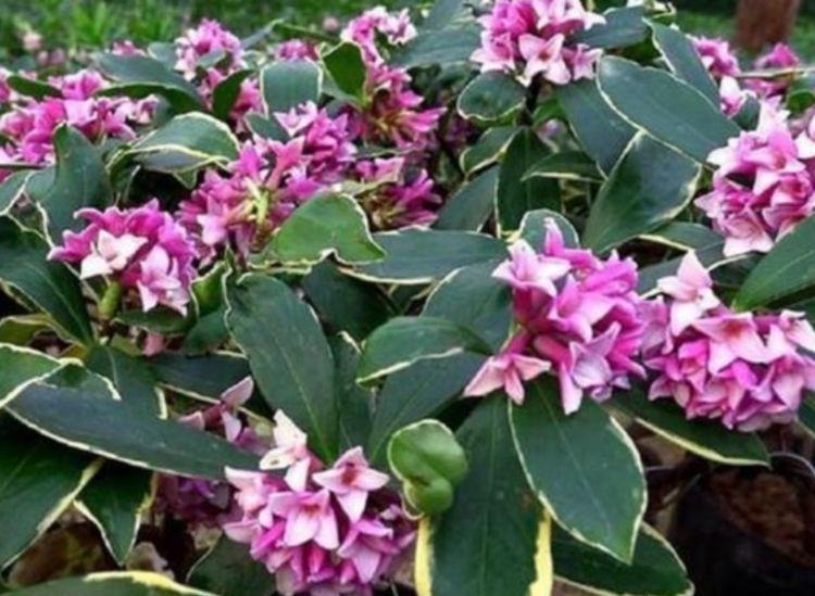 4种美丽的花，养在家里繁花似锦，清新脱俗，旺运一整年