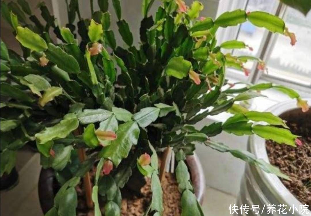 叶片|入秋以后养蟹爪兰，多做三件事，花苞长满枝头