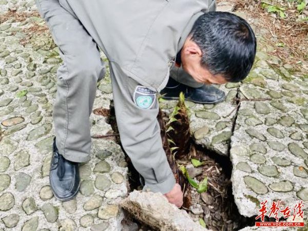 小唐策游潇湘之三：阳明山何止杜鹃红和万寿寺