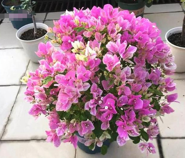 养好三角梅,学会这4招,1年四季开花不断,爆成花球,比绿萝好养