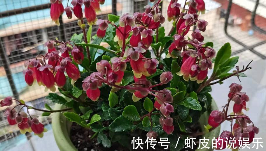 养年宵花宫灯长寿花,盆栽打理好这些,过年开花特“热闹”