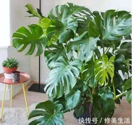 家养3种花，带走甲醛、二手烟，净化空气，不易生病好养护