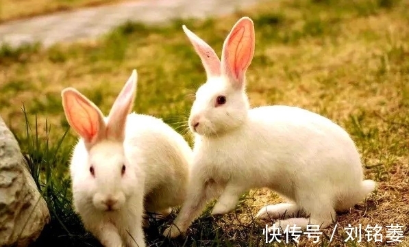 大金兔：哪月出生的属兔人福泽深厚，运势畅通，看看有你吗？