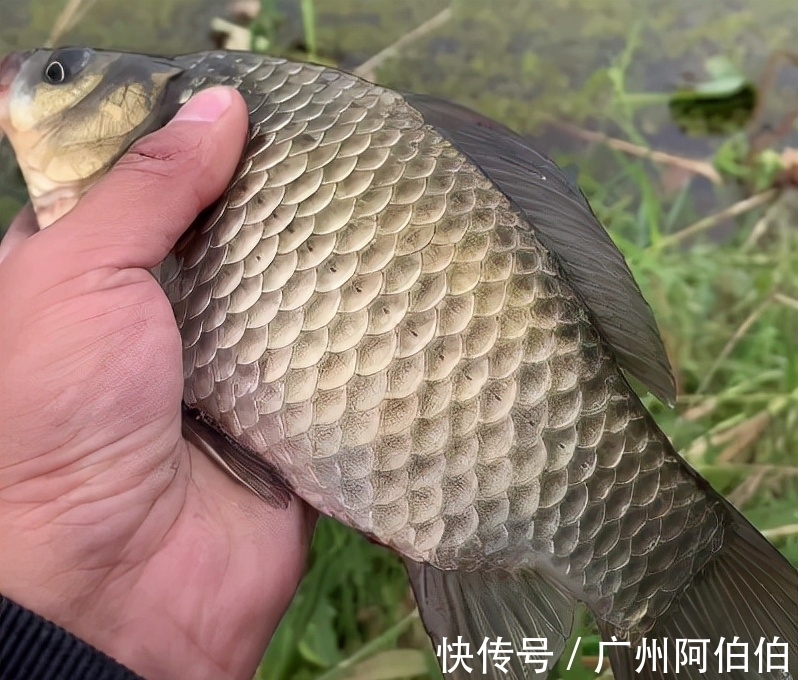 鲫鱼|天冷降温后鱼难钓，8个人钓鱼为什么只有我钓到了，原因是这些