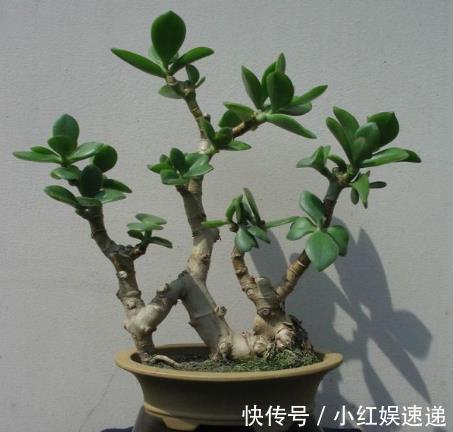 冬天|能开花的“2种树”,养2盆在客厅,可以长得很美,1千元也不卖