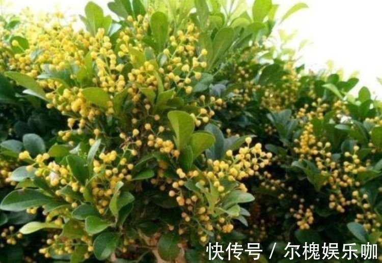 家养4种旺运花,吉祥又喜庆,吉祥富贵,红红火火好运来!