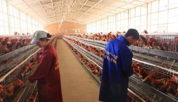 四肢|为什么超市有那么多“冷冻鸡腿”超市员工说漏嘴后，才恍然大悟