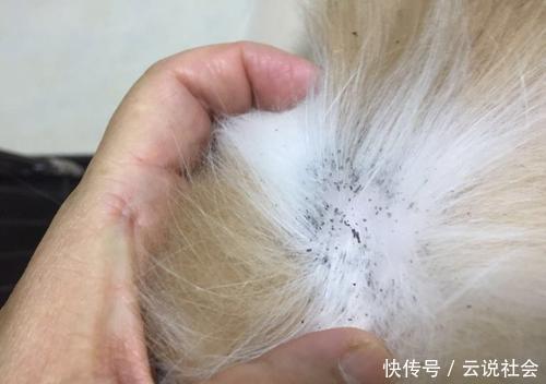 猫咪身上有小黑点点