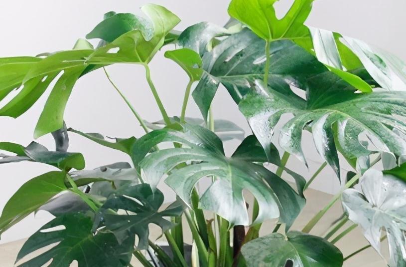 北方下雪了，家里养3盆花，空气一级棒，叶片绿油油