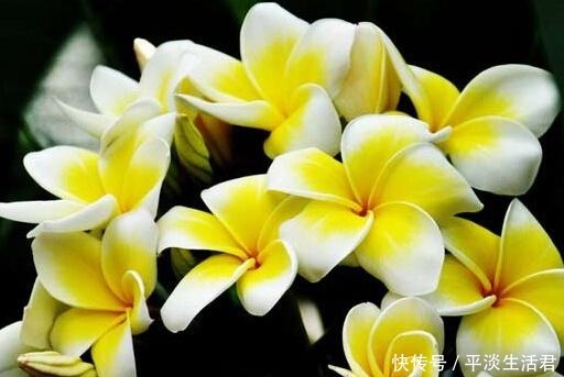 4月份，就养2种“花”，好看又好养，花朵一开就是100多天！