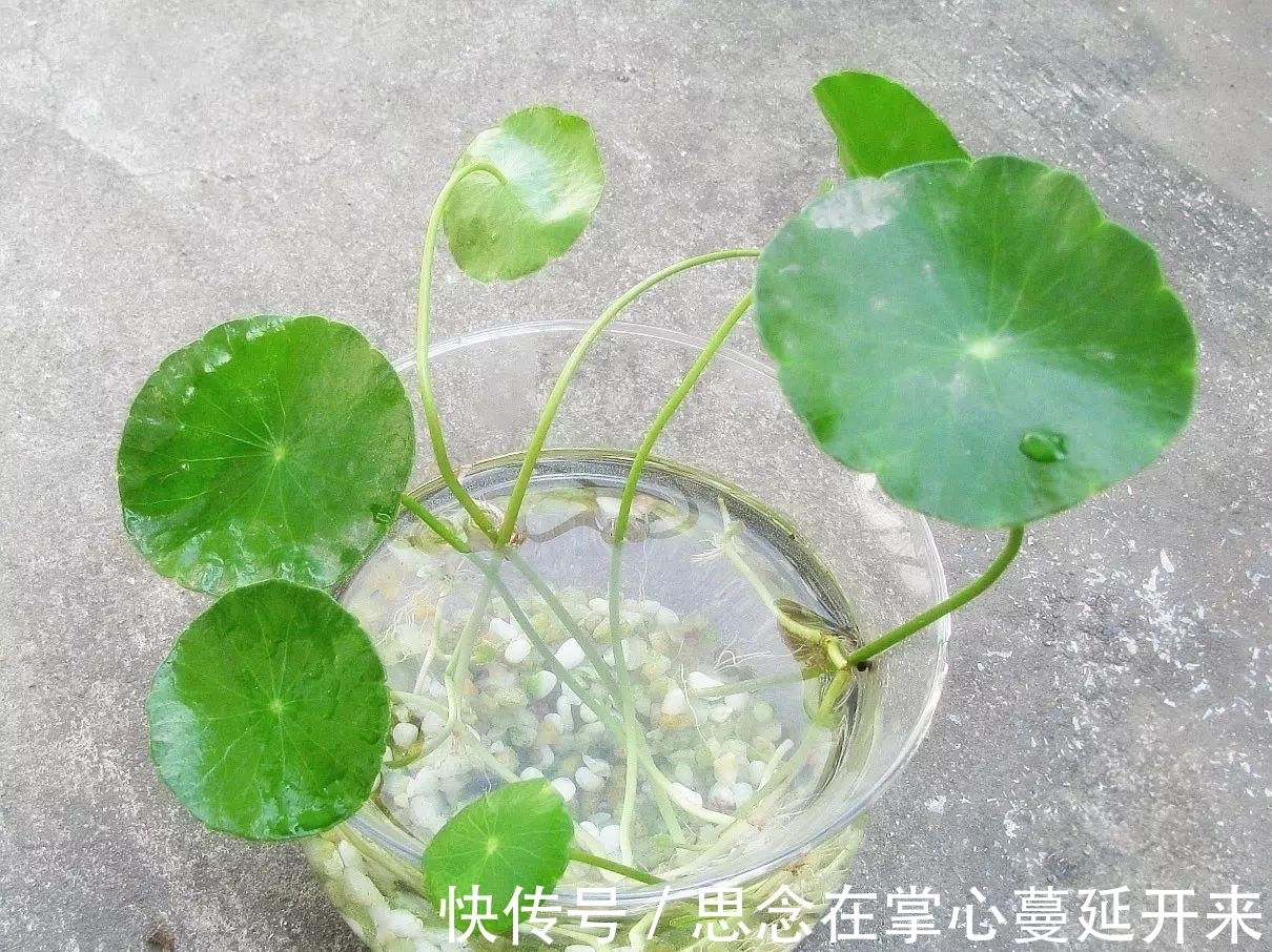 没有土壤就换成水培，干净好养长得快，试试这3种花