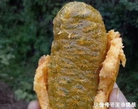 维生素c|女性不想子宫早衰,多吃此果,子宫慢慢变好,远离妇科炎症