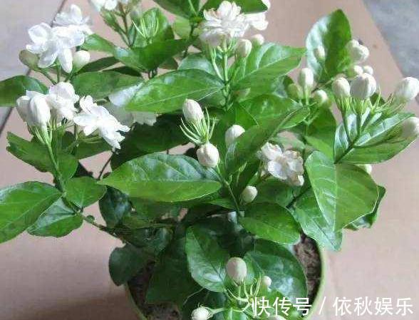养殖绣球、茉莉,想要盆栽多开花,用它们浇花施肥就够了